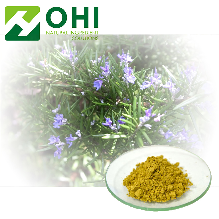 Rosemary Extract Carnosic acid 
